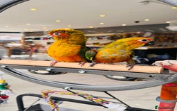 Parrots birds for sale: Parrots  - Image 16