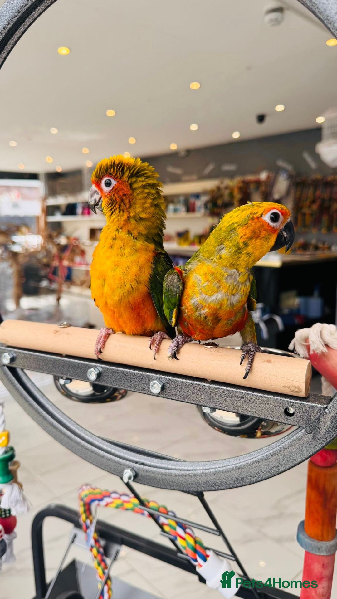 Parrots birds for sale: Parrots  - Image 16