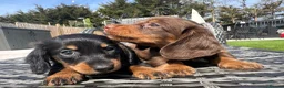 Miniature Dachshund dogs for sale: ✨MINI LONG HAIRED DACHSHUNDS ✨KC ✨ - Advert 2