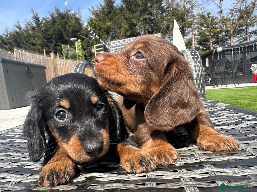 Miniature Dachshund dogs for sale: ✨MINI LONG HAIRED DACHSHUNDS ✨KC ✨ - Advert 2