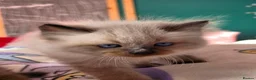 Mixed Breed cats for sale: 🐾  Bengdoll Kittens Bengal mum Ragdoll dad - Advert 37