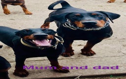 Dobermann dogs for sale: European Doberman puppies - Image 12