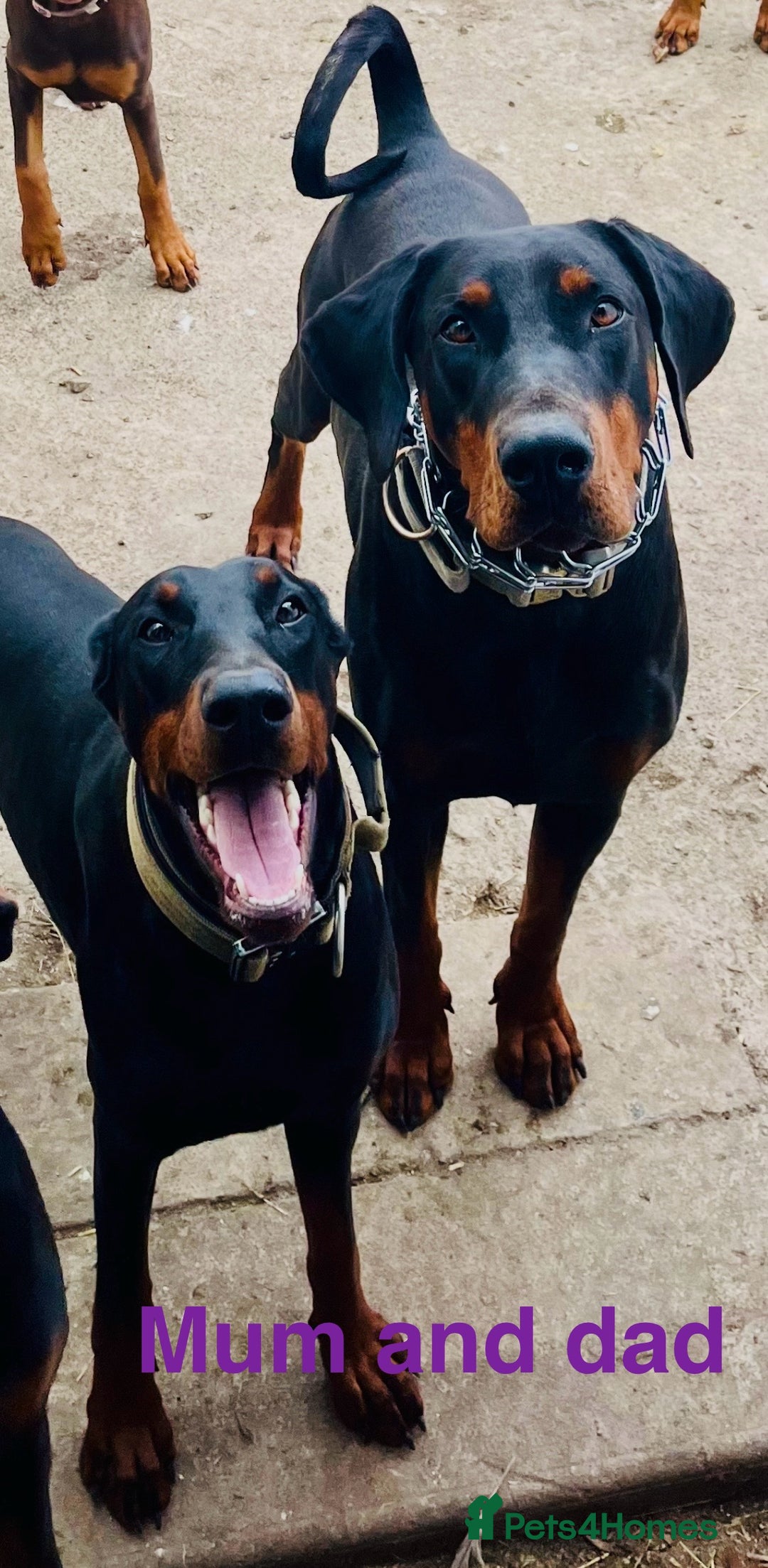 Dobermann dogs for sale: European Doberman puppies - Image 12