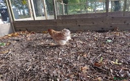 Chickens poultry for sale: Peking chickens  - Image 3