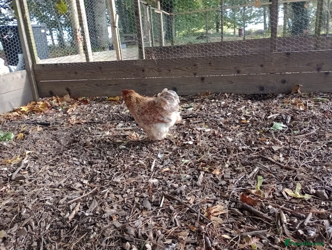 Chickens poultry for sale: Peking chickens  - Image 3