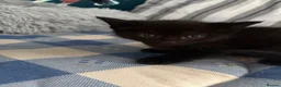 Domestic Shorthair cats for sale: 4 stunning babies  - Advert 16