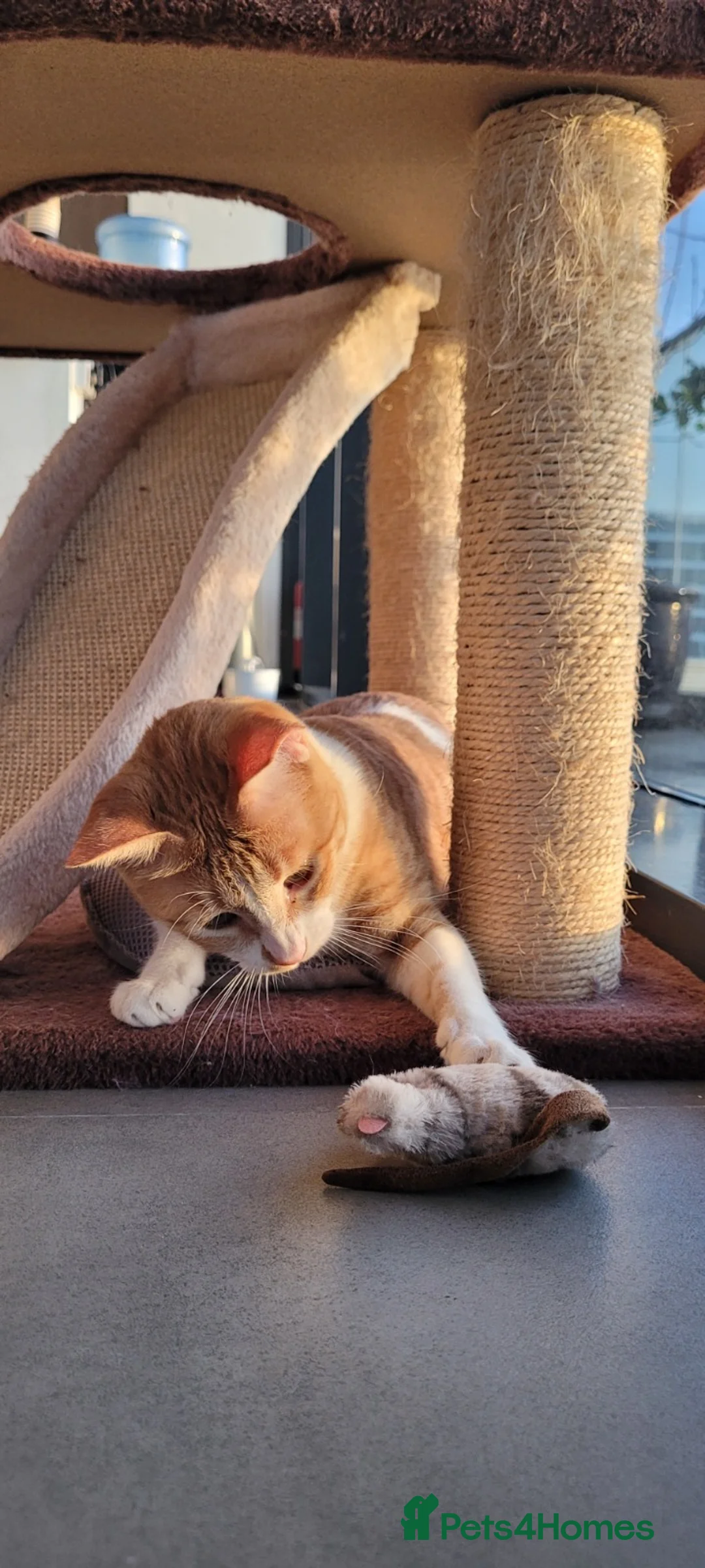 Arabian Mau cats for adoption: Monica - Advert 2