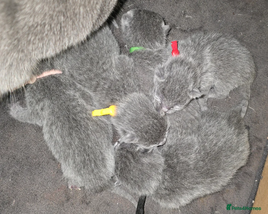 Russian Blue cats for sale: Champion Sired Registered Russian Blue Kittens - Advert 1