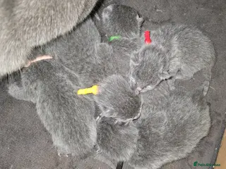 Russian Blue cats Champion Sired Registered Russian Blue Kittens - Advert 2