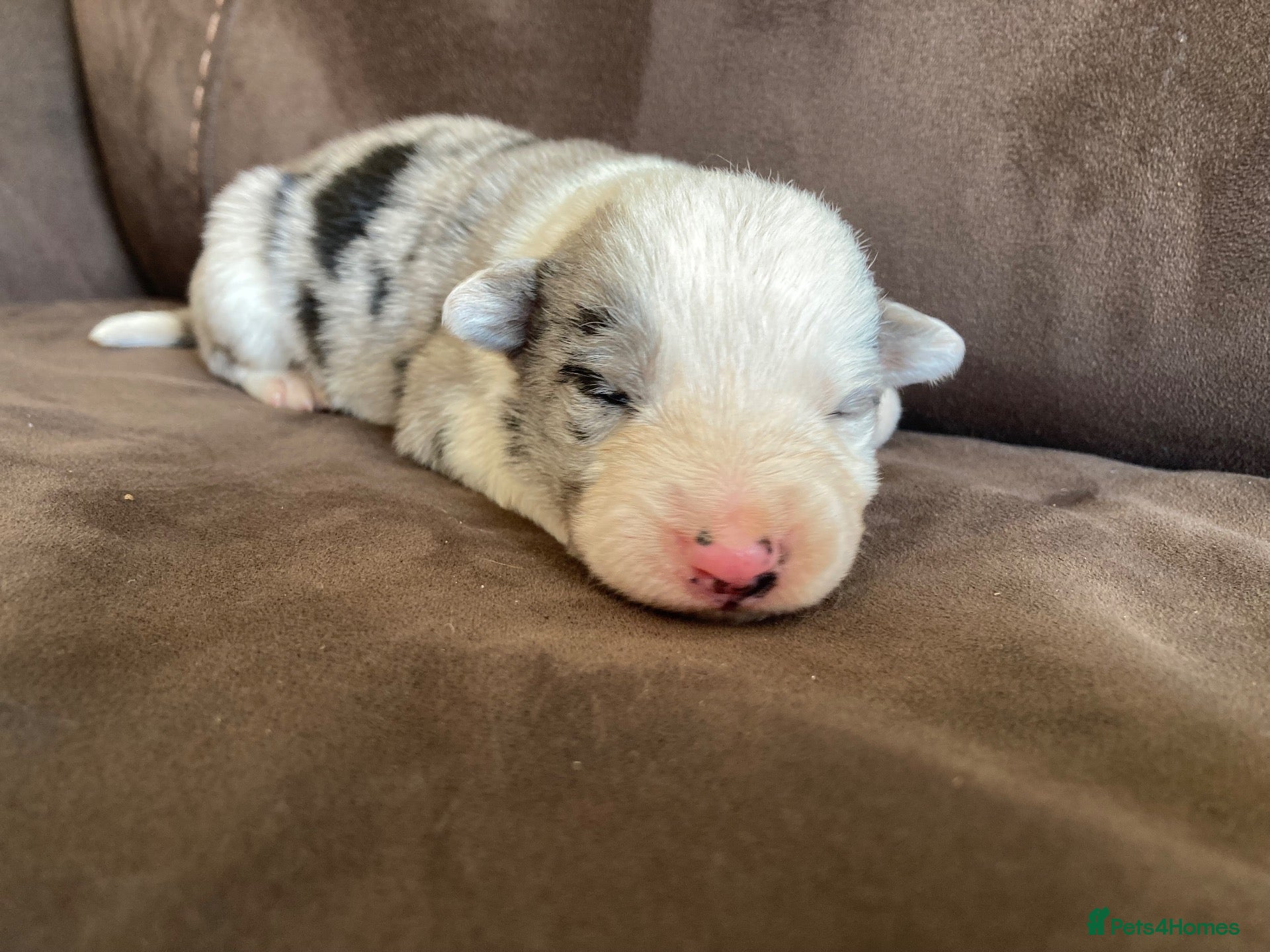 Border Collie dogs for sale: Border Collie puppies  - Advert 2