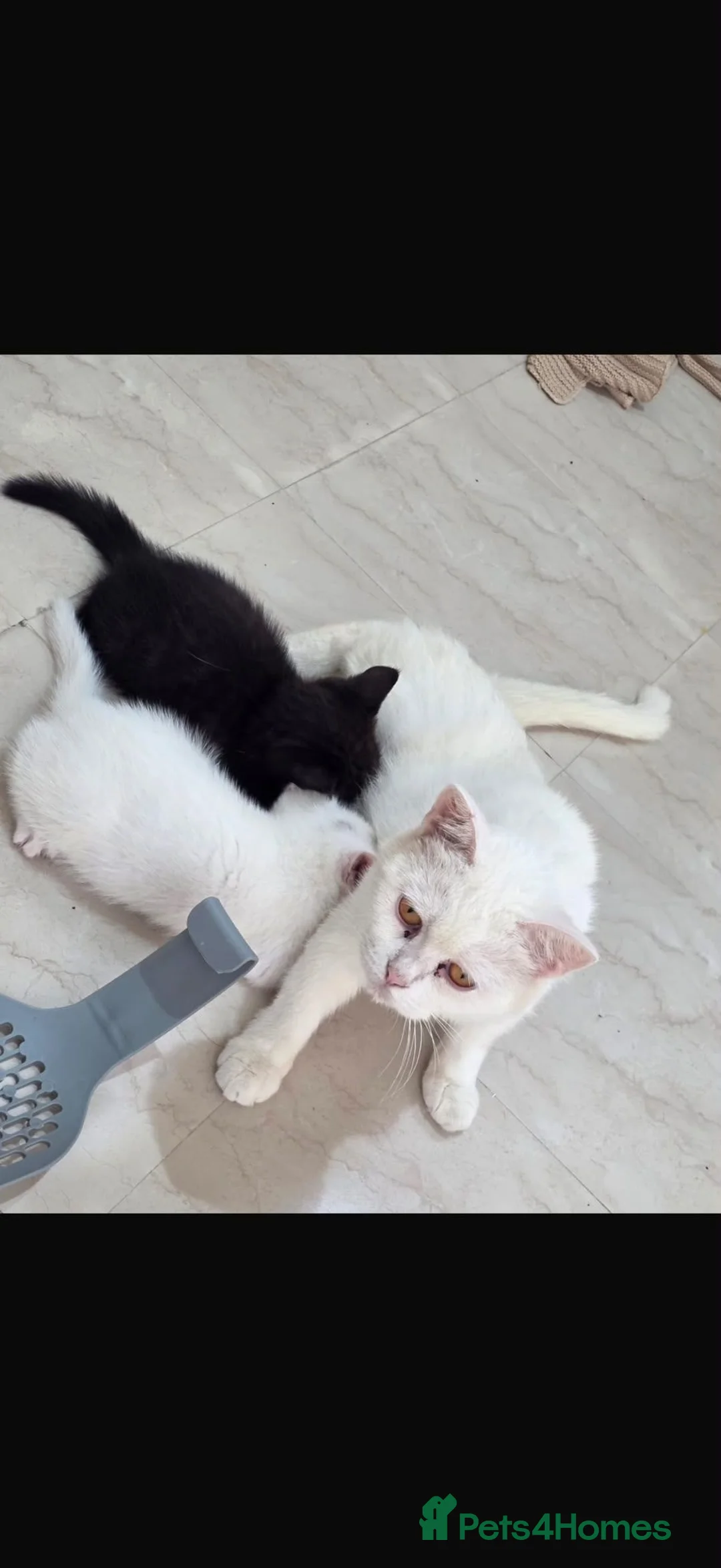 Mixed Breed cats for adoption: Mummy Mimi - Advert 2