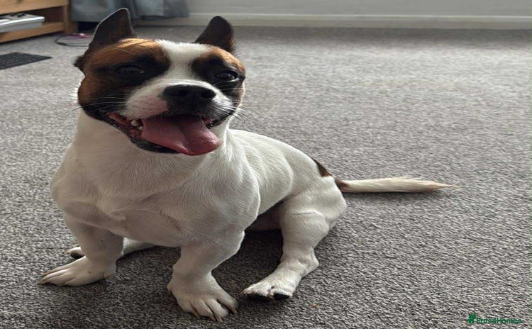 Mixed Breed dogs for sale - Advert 2