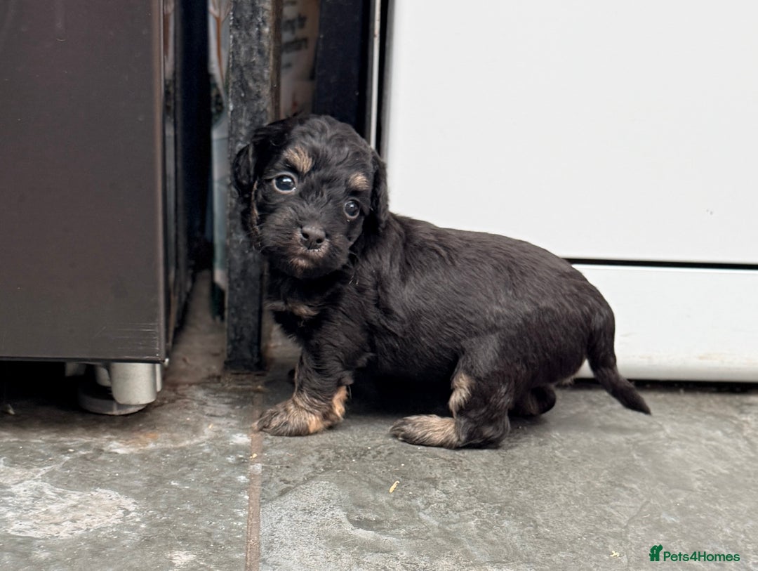 Shihpoo dogs for sale: Stunning Phantom Shihpoos! - Advert 7