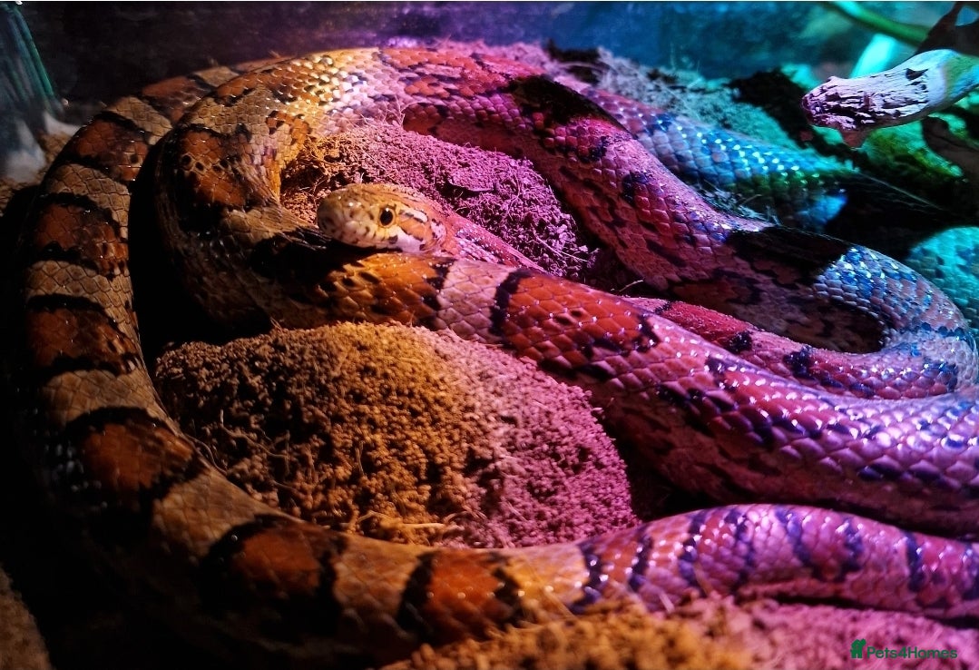 Corn Snake reptiles Male corn snake - Advert 14