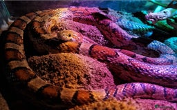 Corn Snake reptiles for sale: Male corn snake - Image 1