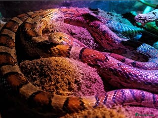 Corn Snake reptiles Male corn snake - Advert 8