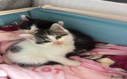 British Shorthair cats for sale: Adorable Kittens Looking for a Loving Home - Image 2