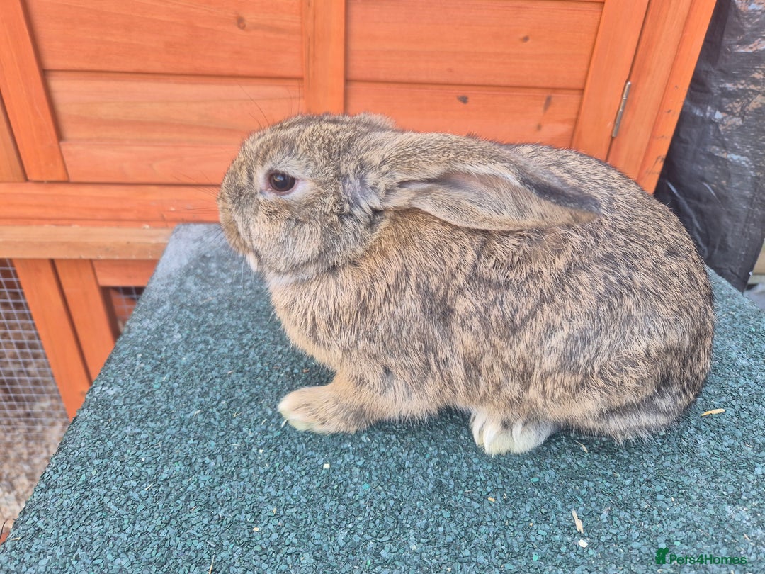 Mini Lop rabbits for sale: Still looking for forever homes  - Image 4