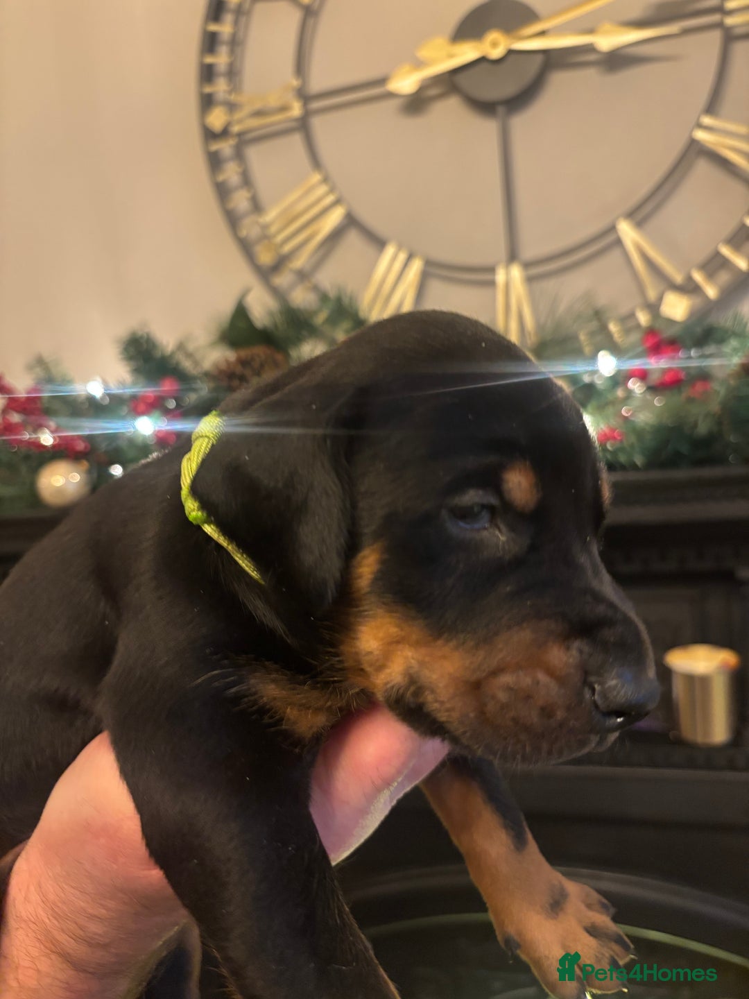 Dobermann dogs for sale: Beautiful chunky Dobermans - Advert 14