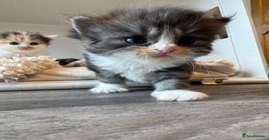 Persian cats - Advert 14