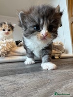 Persian cats - Advert 12