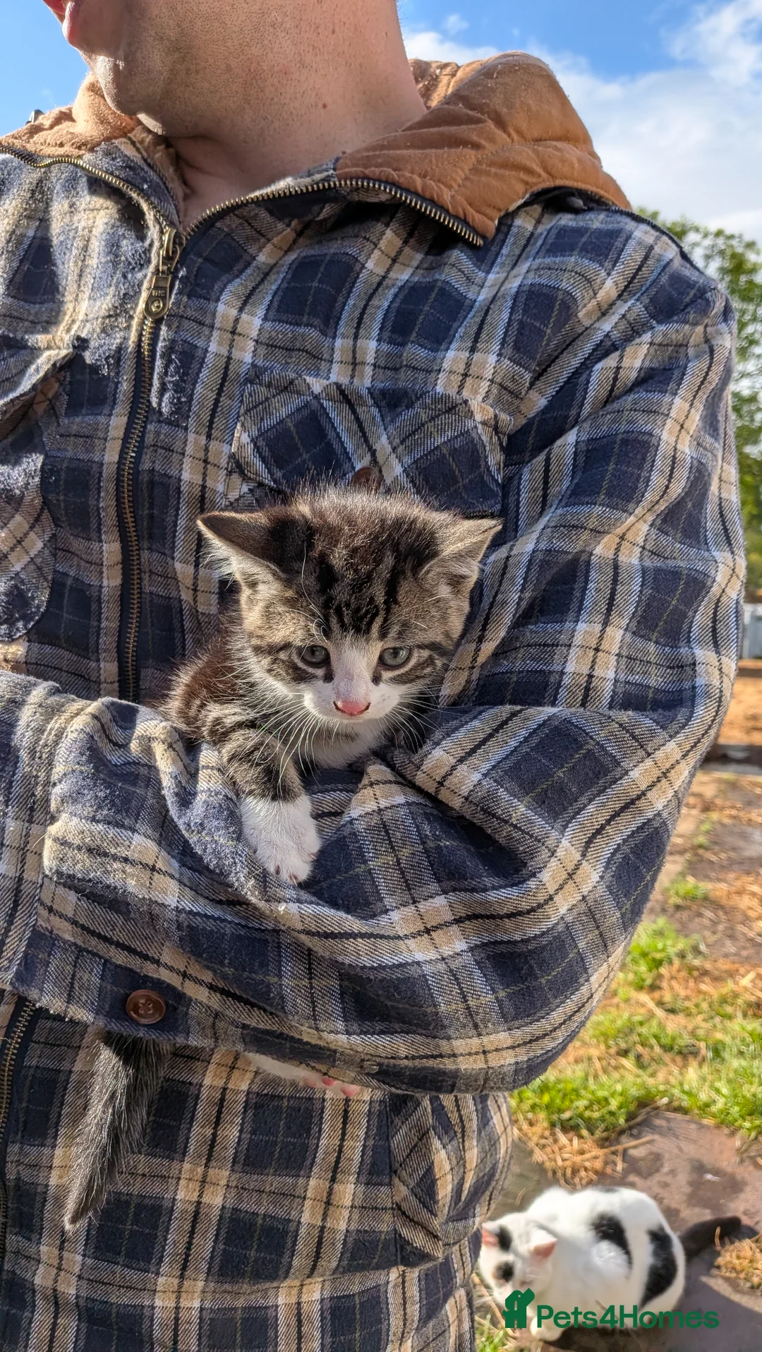 Mixed Breed cats for sale: 5 Adorable Kittens looking for their new homes in Saxmundham - Advert 2