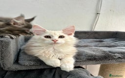 Maine Coon cats for sale: Pedigree TICA Registered Maine Coon Kittens - Image 27