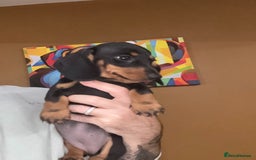 Miniature Dachshund dogs for sale: 🩷Stunning KC Mini Dachshund Puppies READY NOW  - Image 16