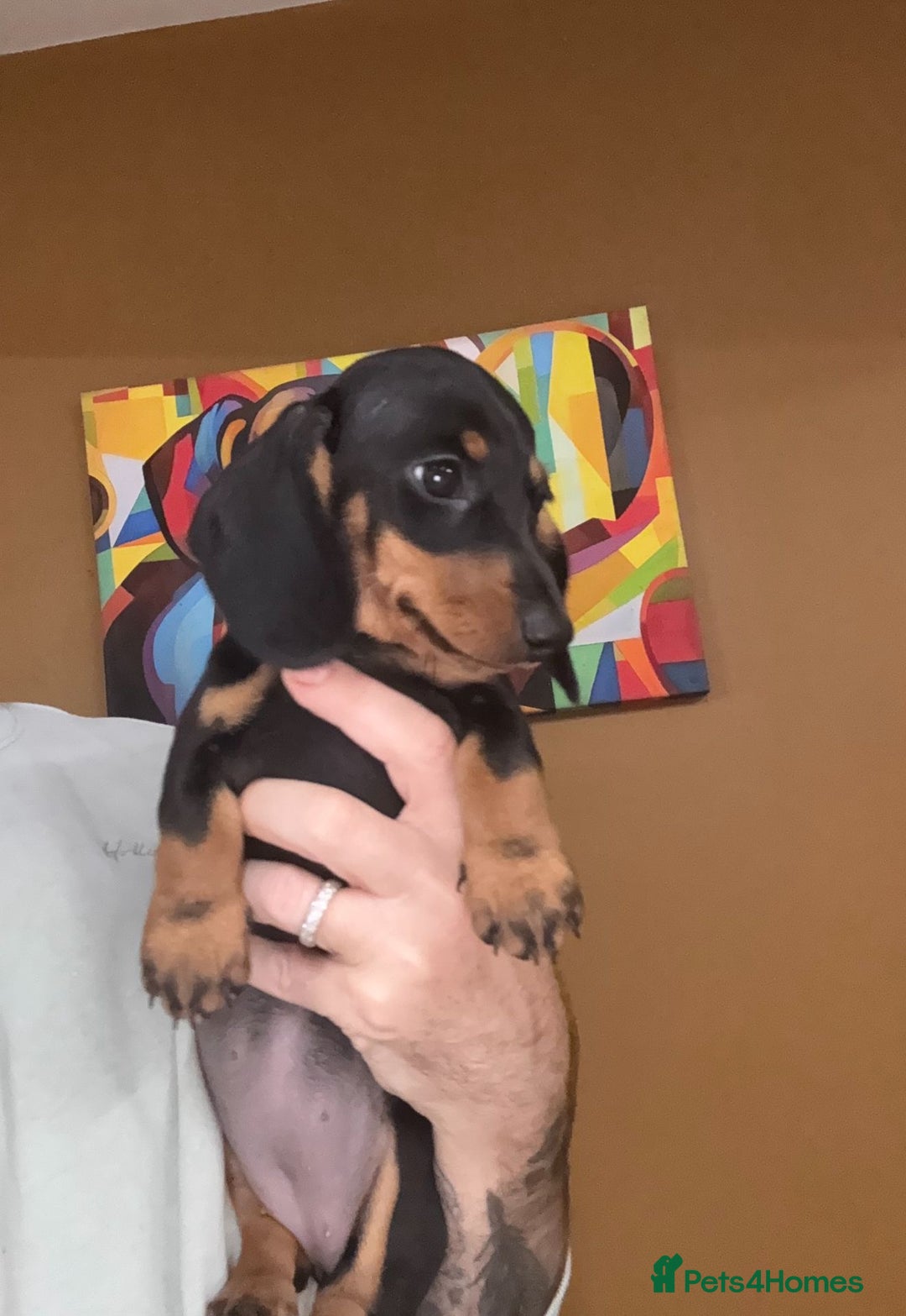 Miniature Dachshund dogs for sale: 🩷Stunning KC Mini Dachshund Puppies READY NOW  - Image 16