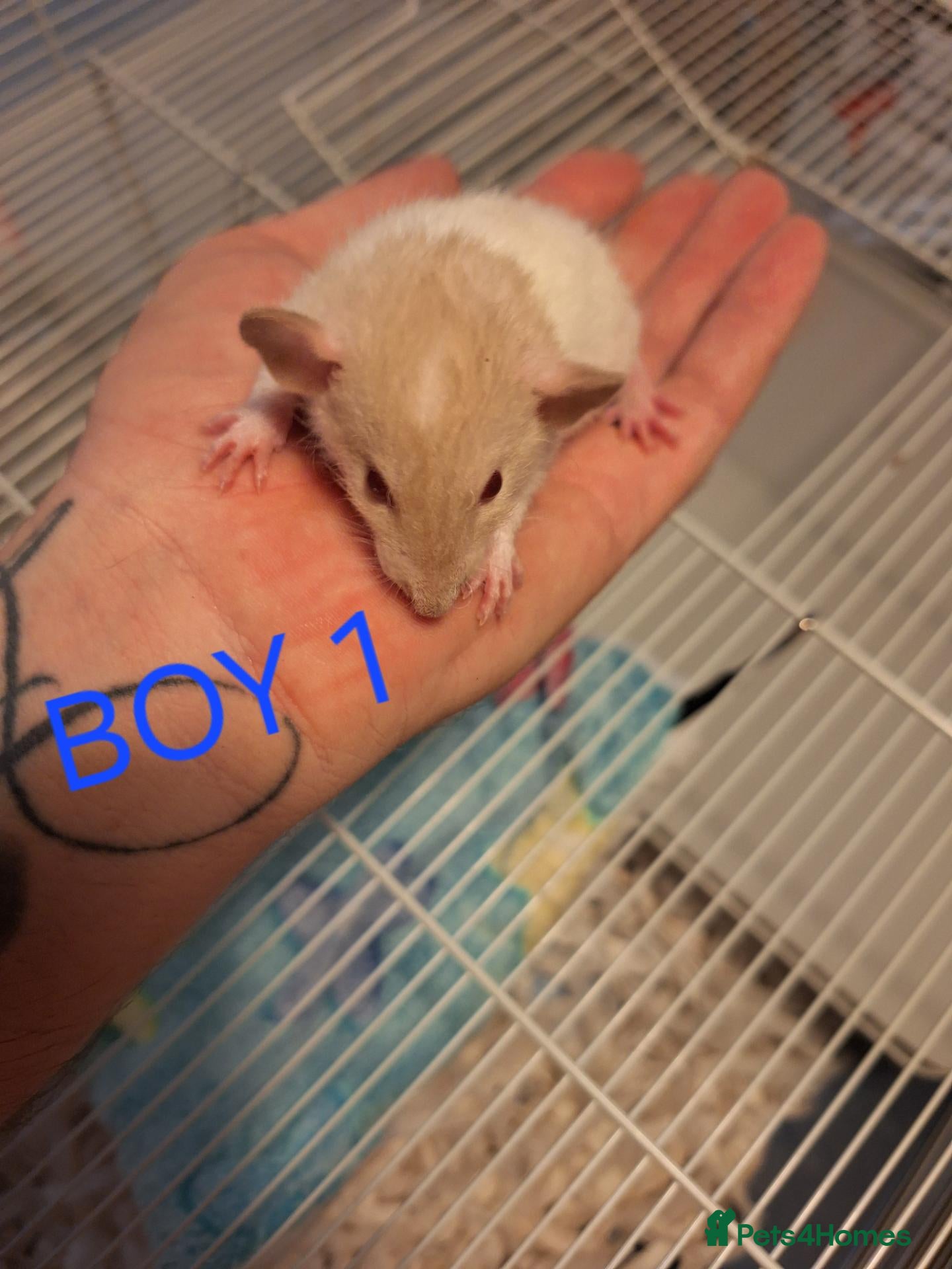 Rat rodents Male and female baby dumbo rats  - Advert 1