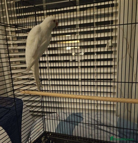 Parrots birds Healthy,Playful Parrots–Loves Toys & Attention - Advert 6