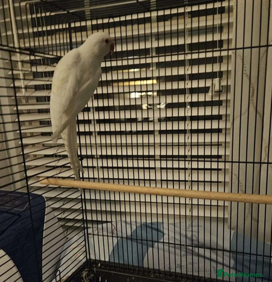 Parrots birds for sale: Healthy,Playful Parrots–Loves Toys & Attention in Leamington Spa - Advert 1