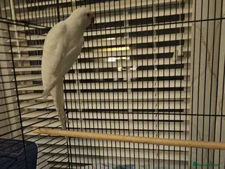 Parrots birds Healthy,Playful Parrots–Loves Toys & Attention - Advert 2