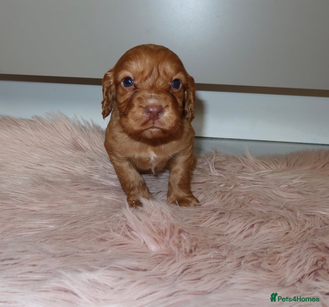 Cocker Spaniel dogs for sale: Gorgeous KC cocker spaniel puppies  - Advert 16
