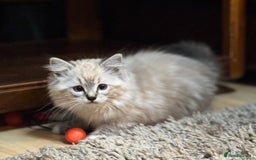 Ragdoll cats for sale: Stunning Ragdoll kittens available now - Advert 9