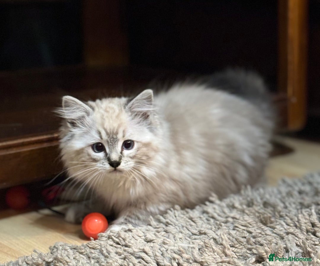 Ragdoll cats for sale: Stunning Ragdoll kittens available now - Advert 9