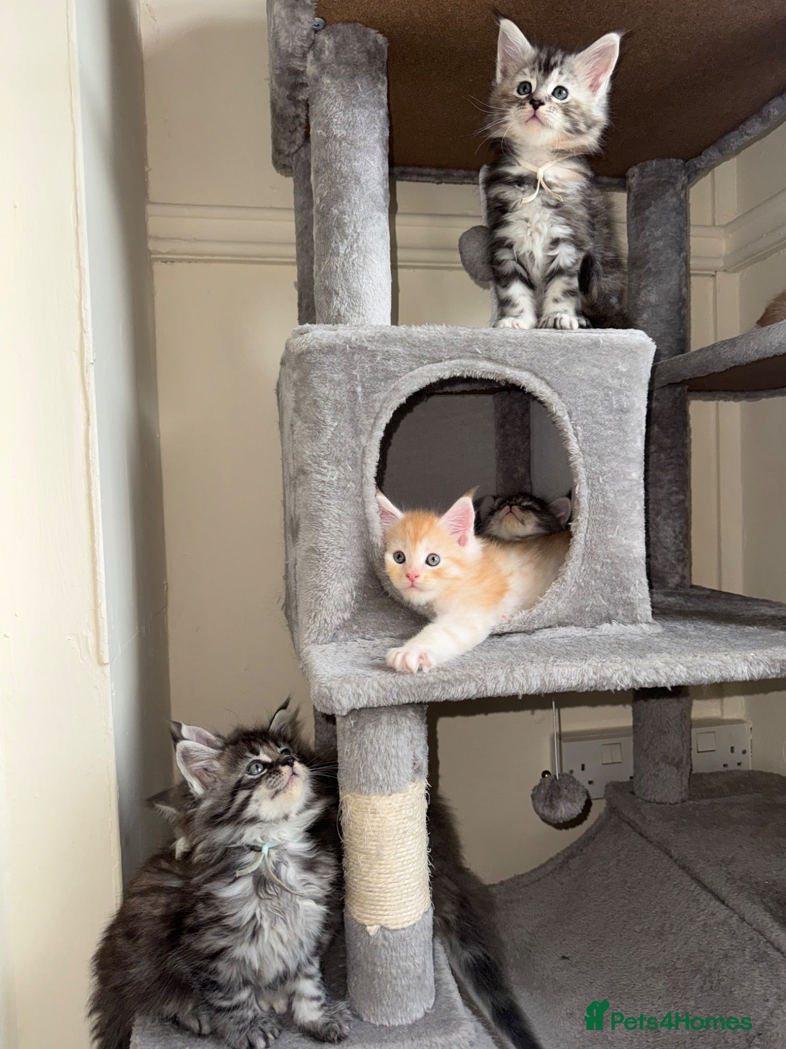Maine Coon cats Pure Mainecoons  - Advert 14