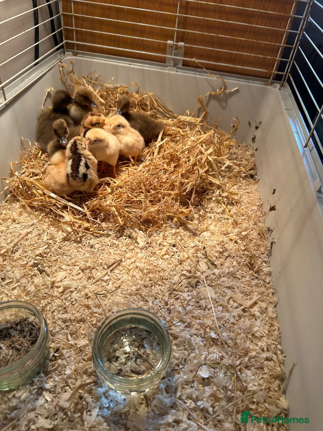 Chickens poultry for sale: Chicks and ducklings for sale  in Liverpool - Advert 2