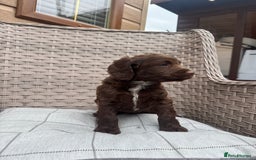 Cocker Spaniel dogs for sale: Beautiful cocker spaniel puppies  - Image 9