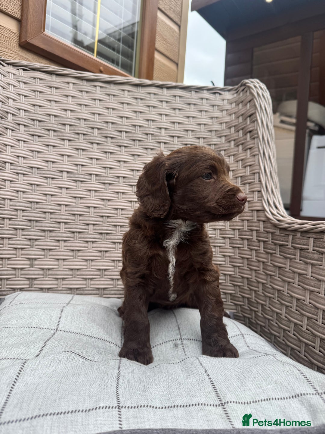 Cocker Spaniel dogs for sale: Beautiful cocker spaniel puppies  - Image 9