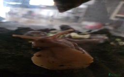 Snails invertebrates for sale: African land snails  - Image 7