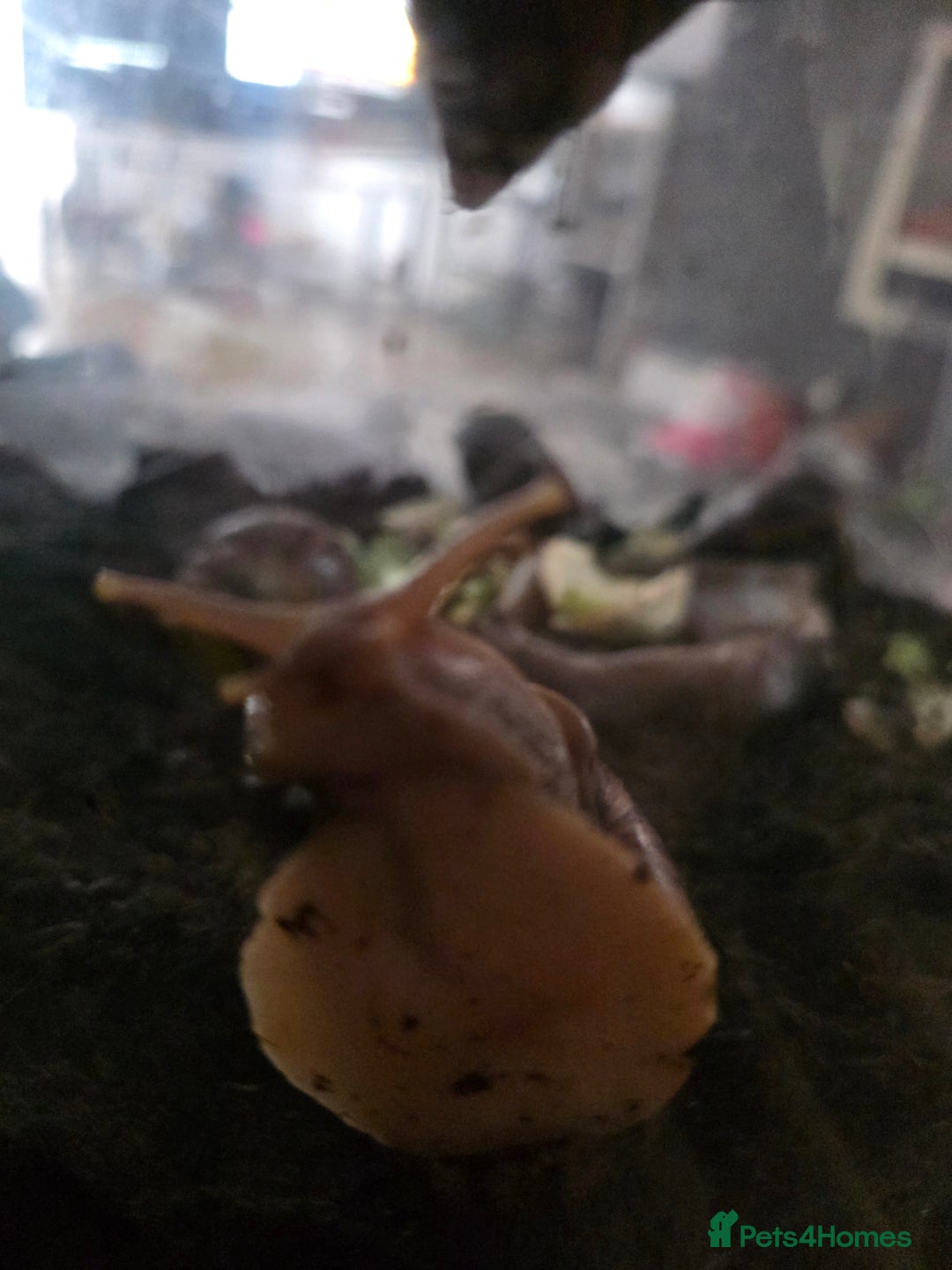 Snails invertebrates for sale: African land snails  - Image 7