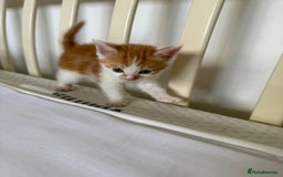 British Shorthair cats for sale: Six Gorgeous Kittens Available From Next Week - Image 38