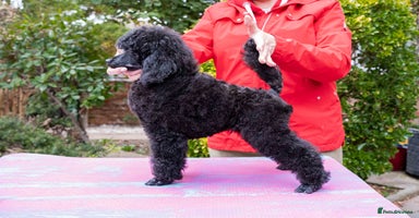 Miniature Poodle dogs Signature Miniature Poodle Puppies - Advert 11