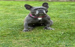 French Bulldog dogs for sale: French bull dog 7 years old  - Advert 1