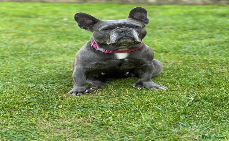 French Bulldog dogs French bull dog 7 years old  - Advert 6