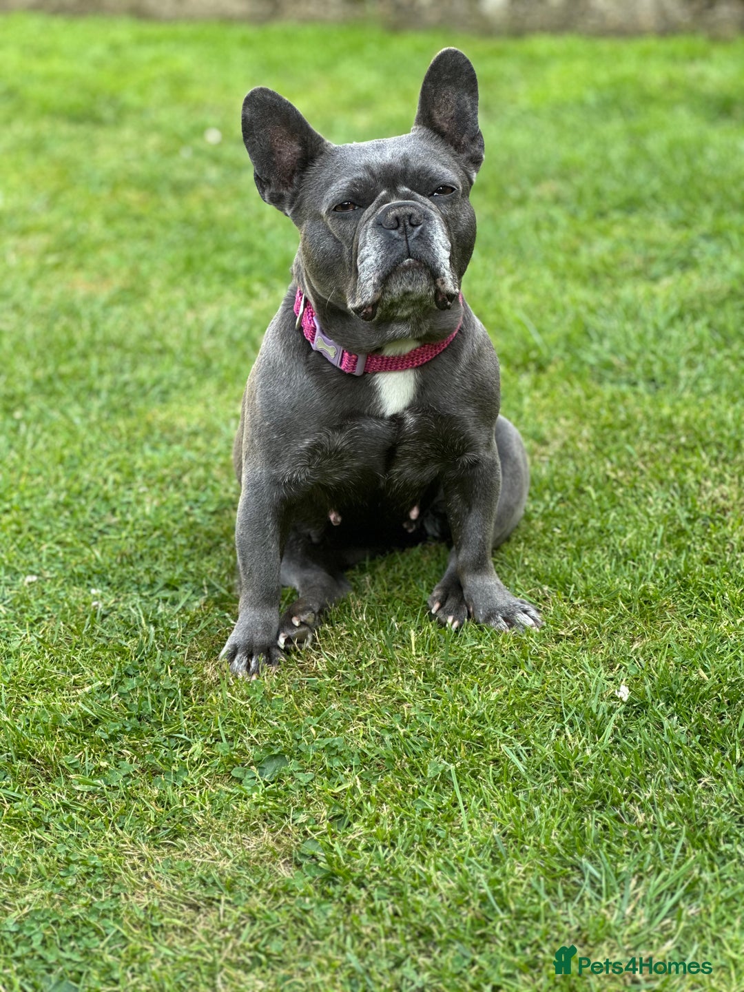 French Bulldog dogs for sale: French bull dog 7 years old  - Advert 1