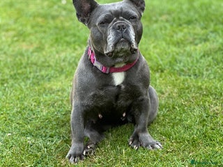 French Bulldog dogs for sale: French bull dog 7 years old - Advert 1