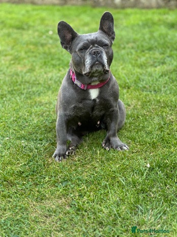 French Bulldog dogs French bull dog 7 years old - Advert 6