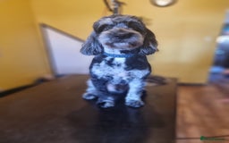 Cockapoo dogs for stud: Blue merle health tested well proven  - Image 3